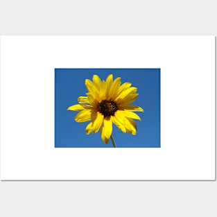 Sunflower Posters and Art